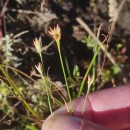Rhynchospora alba (L.) VahlRhynchospora alba (L.) Vahl