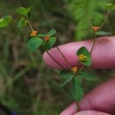 Euphorbia angulata Jacq.Euphorbia angulata Jacq.