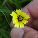 Tolpis barbata (L.) Gaertn.Tolpis barbata (L.) Gaertn.