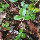 Potentilla montana Brot.Potentilla montana Brot.