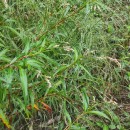 Persicaria lapathifolia (L.) Gray subsp. lapathifoliaPersicaria lapathifolia (L.) Gray subsp. lapathifolia