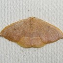 Identifícalas