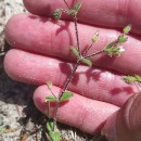 Cerastium diffusum  Pers.Cerastium diffusum  Pers.
