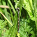 Coenagrion mercuriale (Charpentier, 1840)Coenagrion mercuriale (Charpentier, 1840)