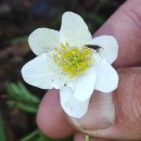 Anemone nemorosa L.Anemone nemorosa L.