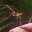 Carex durieui Steud. ex KunzeCarex durieui Steud. ex Kunze