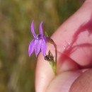 Lobelia urens L.Lobelia urens L.