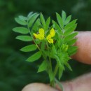 Ornithopus compressus L.Ornithopus compressus L.