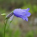 Campanula rotundifolia  L.Campanula rotundifolia  L.