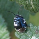 Tritomegas bicolor (Linnaeus, 1758)Tritomegas bicolor (Linnaeus, 1758)