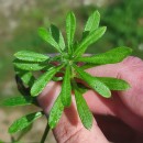 Galium aparine L.Galium aparine L.