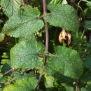 Teucrium scorodonia L.Teucrium scorodonia L.