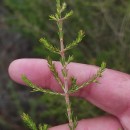 Erica australis L.Erica australis L.
