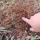 Juncus bufonius L.Juncus bufonius L.