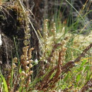 Paragymnopteris marantae (L.) K.H. ShingParagymnopteris marantae (L.) K.H. Shing