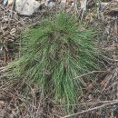 Agrostis curtisii KerguélenAgrostis curtisii Kerguélen