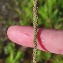 Sporobolus indicus (L.) R. Br.Sporobolus indicus (L.) R. Br.