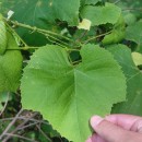 Vitis labrusca L.Vitis labrusca L.