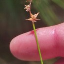 Carex echinata MurrayCarex echinata Murray