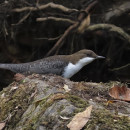 Cinclus cinclus (Linnaeus, 1758)Cinclus cinclus (Linnaeus, 1758)