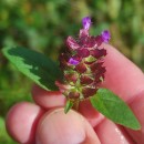 Prunella vulgaris L.Prunella vulgaris L.