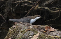Cinclus cinclus (Linnaeus, 1758)Cinclus cinclus (Linnaeus, 1758)