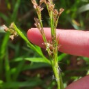 Luzula sylvatica (Huds.) Gaudin subsp. henriquesii (Degen) P. SilvaLuzula sylvatica (Huds.) Gaudin subsp. henriquesii (Degen) P. Silva