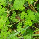 Medicago arabica (L.) Huds.Medicago arabica (L.) Huds.