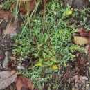 Hypericum humifusum L.Hypericum humifusum L.
