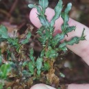 Genista tridentata L. subsp. cantabrica (Spach) NymanGenista tridentata L. subsp. cantabrica (Spach) Nyman