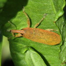 Lixus sp. Fabricius, 1801Lixus sp. Fabricius, 1801