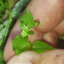 Stellaria media (L.) Vill.Stellaria media (L.) Vill.