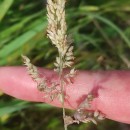 Holcus lanatus L.Holcus lanatus L.