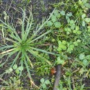 Plantago coronopus L.Plantago coronopus L.