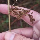 Juncus effusus L.Juncus effusus L.