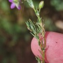 Spergularia rubra (L.) J. & C. PreslSpergularia rubra (L.) J. & C. Presl