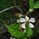 Rubus castellarnaui PauRubus castellarnaui Pau