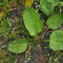 Plantago major  L.Plantago major  L.