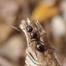 Camponotus piceus (Leach, 1825)Camponotus piceus (Leach, 1825)