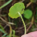 Hydrocotyle vulgaris L.Hydrocotyle vulgaris L.