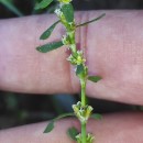 Polygonum aviculare L. subsp. aviculare .Polygonum aviculare L. subsp. aviculare .
