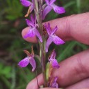 Dactylorhiza elata (Poir.) SoóDactylorhiza elata (Poir.) Soó