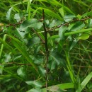 Pyrus cordata Desv.Pyrus cordata Desv.