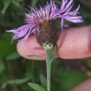 Centaurea nigra L. subsp. nigra .Centaurea nigra L. subsp. nigra .