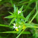 Sherardia arvensis L.Sherardia arvensis L.