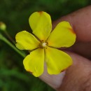 Halimium lasianthum (Lam.) Spach subsp. alyssoides (Lam.) GreuterHalimium lasianthum (Lam.) Spach subsp. alyssoides (Lam.) Greuter