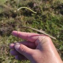 Paspalum dilatatum Poir.Paspalum dilatatum Poir.