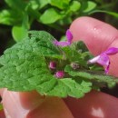 Lamium amplexicaule  L.Lamium amplexicaule  L.