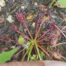 Drosera intermedia HayneDrosera intermedia Hayne