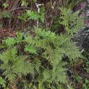 Davallia canariensis (L.) Sm.Davallia canariensis (L.) Sm.